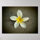 Pesquisar por plumeria pôsteres pósteres Havaiano