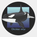 Pesquisar por orca adesivos Biologia marinha