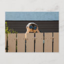 Pesquisar por vizinho cartoes postais Engraçado