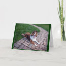 Pesquisar por sheltie cartoes Cute