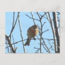 Pesquisar por de cabeça negra cartoes postais Pássaro