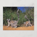 Pesquisar por lemurs cartoes postais África