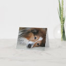 Pesquisar por sheltie cartoes Cão pastor
