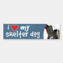 Pesquisar por sheepdog belga Filhote de cachorro