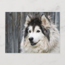 Pesquisar por trenó cartoes postais Malamute