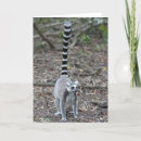 Pesquisar por lemur atado anel Madagascar