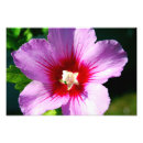 Pesquisar por sharon pôsteres pósteres Rosa de sharon