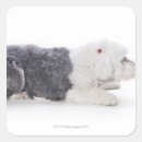 Pesquisar por sheepdog adesivos Animal