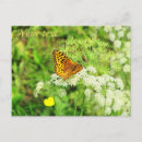 Pesquisar por laranja preto cartoes postais Inseto