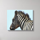Pesquisar por da zebra impressão impressão de canvas Zebras