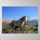 Pesquisar por cavalos pôsteres pósteres Cinza de maçã