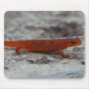 Pesquisar por newts Natureza