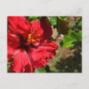 Pesquisar por flor do hibiscus cartoes postais Para ela