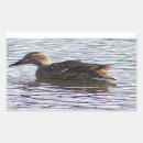 Pesquisar por selvagem pato adesivos Fotografia