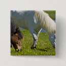 Pesquisar por pastagem botons Animal