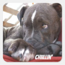 Pesquisar por pitbull Animais de estimação