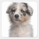 Pesquisar por australian shepherd adesivos Pastor australiano