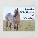 Pesquisar por cavalos selvagens cartoes postais Garanhão