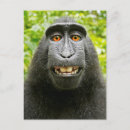 Pesquisar por macaco feliz cartoes postais Animais