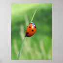 Pesquisar por ladybug pósteres Animais