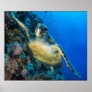 Pesquisar por tartaruga vermelha pôsteres pósteres Oceano
