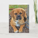 Pesquisar por puggles cartoes Qualquer pessoa