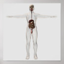 Pesquisar por sistema digestivo pósteres Duodeno