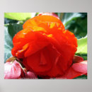Pesquisar por jim pôsteres pósteres Flor