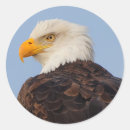 Pesquisar por calvo adesivos Raptor