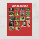 Pesquisar por pelicanos brancos cartoes postais Aves