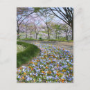 Pesquisar por sakura flor cerejeira cartoes postais Para todos