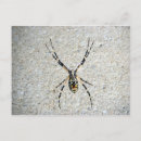 Pesquisar por aranhas cartoes postais Macro