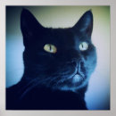 Pesquisar por suiças artes pósteres Gatinhos