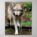 Pesquisar por lobos pósteres Cão