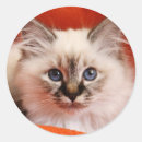 Pesquisar por gato doméstico adesivos Um animal