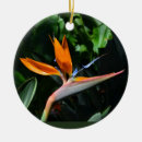 Pesquisar por paraíso ornamentos Tropical