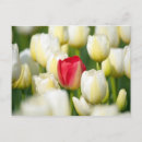Pesquisar por tulipa branca cartoes postais Flor