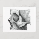 Pesquisar por anatomia cartoes postais Halloween