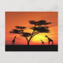Pesquisar por african sunset cartoes postais África