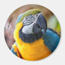 Pesquisar por macaw do ouro Amarelo