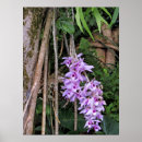 Pesquisar por das orquídeas pôsteres pósteres Botânico
