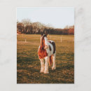 Pesquisar por cavalo marrom do pinto Cavalo de pintura