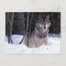 Pesquisar por lobo da neve cartoes postais Natureza