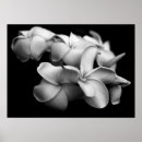 Pesquisar por plumeria pôsteres pósteres Preto