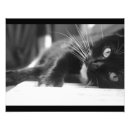 Pesquisar por gatinho preto e branco pósteres Gatinhos
