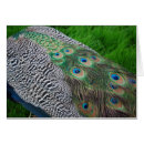 Pesquisar por heidi cartoes postais Pássaro