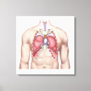 Pesquisar por pulmão impressão de canvas Pulmões humanos