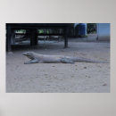 Pesquisar por dragão de komodo pôsteres pósteres Indonésia