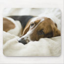 Pesquisar por bassett Filhote de cachorro