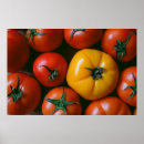 Pesquisar por tomate pósteres Agricultura